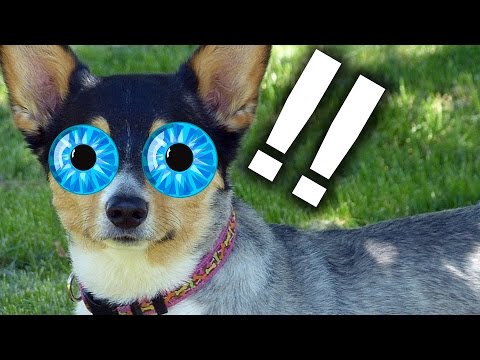 6 Corgi Facts That’ll Make Your Ears Perk Up