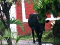 Life in El Salvador : Cattle walking on outskirts of the city of Santa Ana.