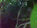 Rare footage of CHUPACABRA!!!! Very Rare. Wild chupacabra