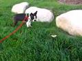 Boston Terrier video