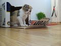 Barking Kitten