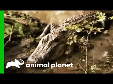 alligator - The Gator Boys have to call in the entire team when they find the biggest gator they have ever seen! | For more Gator Boys, visit http://animal.discovery.com...
