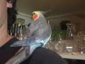 Herbert the microwave bird