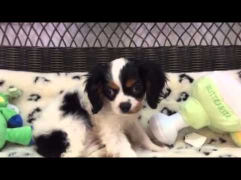 SWEET AND HANDSOME CAVALIER PUPPY