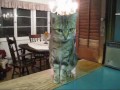 HOUSE CATS OF NEW ROCHELLE .. LOOK AT ME...