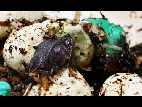 YouTube reptile video