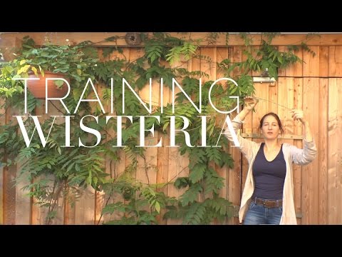 how to grow wisteria