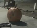 ollie over pumkin
