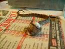Boa constrictor eating