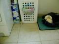 videos de playing ferret - spelende fret - Senna