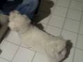 videos de Bailey does Tricks
