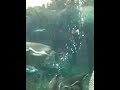Penguins at Woodland Park Zoo