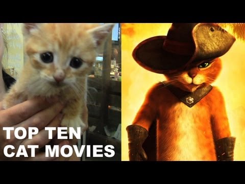 TOP CAT +