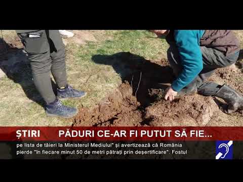 Păduri ce-ar fi putut să fie
