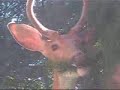 Young Buck Young Buck