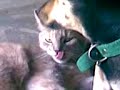 Como perros y gatos ¿? Como perros y gatos ¿?