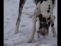 Cane displasico gioca a palla
