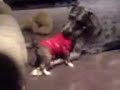 bull terrier vs grate dane bull terrier vs grate dane