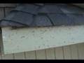 video of bat droppings all over roof