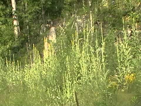 how to harvest mullein
