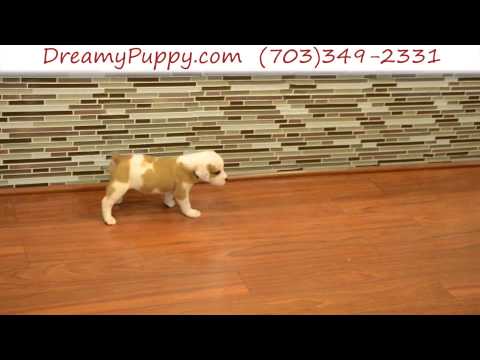 Gorgeous EngAm Bulldog Female Puppy