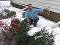 Rain Garden: Winter Performance