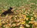 my nuttah of a dog