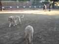 Doggie Park.mp4