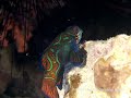 Manderin Fishes
