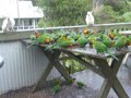 Sulphur-Crested Cockatoo picks up Rainbow Lorikeet by tail Sulphur-Crested Cockatoo picks up Rainbow Lorikeet by tail