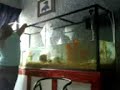 504 l big fish tank