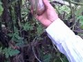 Harvesting Hot Peppers and Pepino Melons in Winter with NO Frost Protection