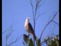 videos de Mivalgo chimachima