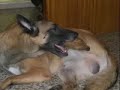 Lobo busca novia