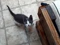 In Memory Of My Kittens In Memory Of My Kittens