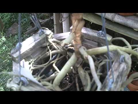 how to transplant vanda orchids