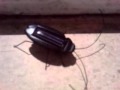 (uploaded by MouRG)&nbsp;DealExtreme - Solar Cockroach (sku.32431)