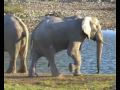Elefanten beim Liebesspiel