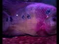 horn fish