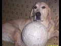 tributo a mi perro labrador por curarse de cancer tributo a mi perro labrador por curarse de cancer