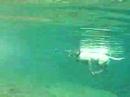 dog swiming