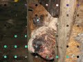 Stop Animal Abuse Now!