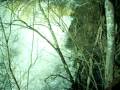 videos de Little River Canyon Flooded