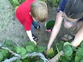 bean picking