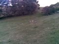 Josiah: The Flying Moron