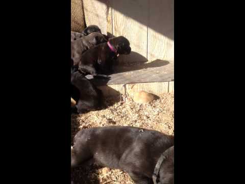 Puppies eating in the morning