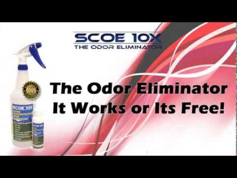 how to eliminate odor on a dog