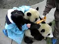 Chengdu/Wolong - Panda Adventures - Part 1 Chengdu/Wolong - Panda Adventures - Part 1