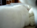Hakumichi Japanese Spitz - Meko and her puppies playing - Day 11