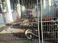 motorradmesse friedrichshafen 2010 burnout